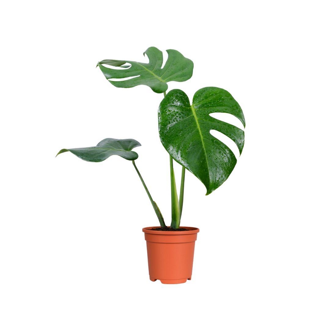 Monstera