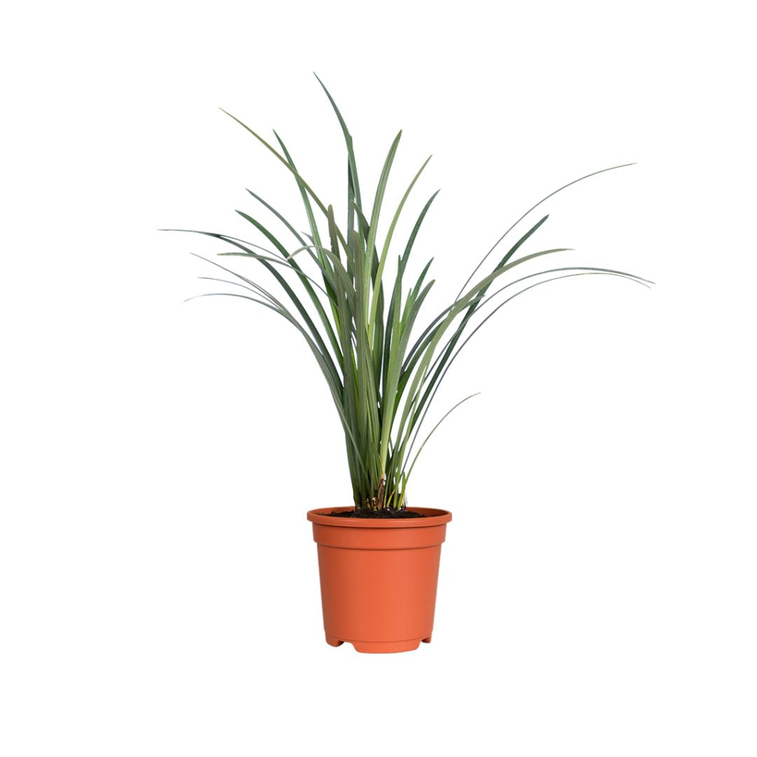 Lily Grass