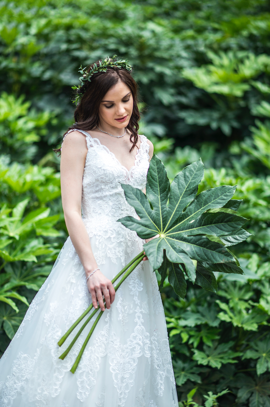 Aralia