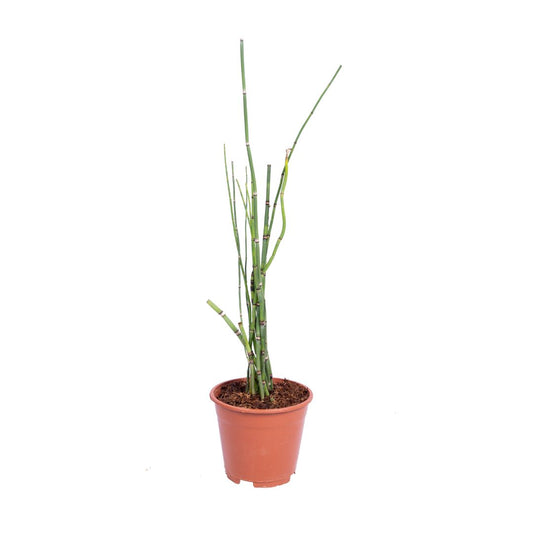 Equisetum