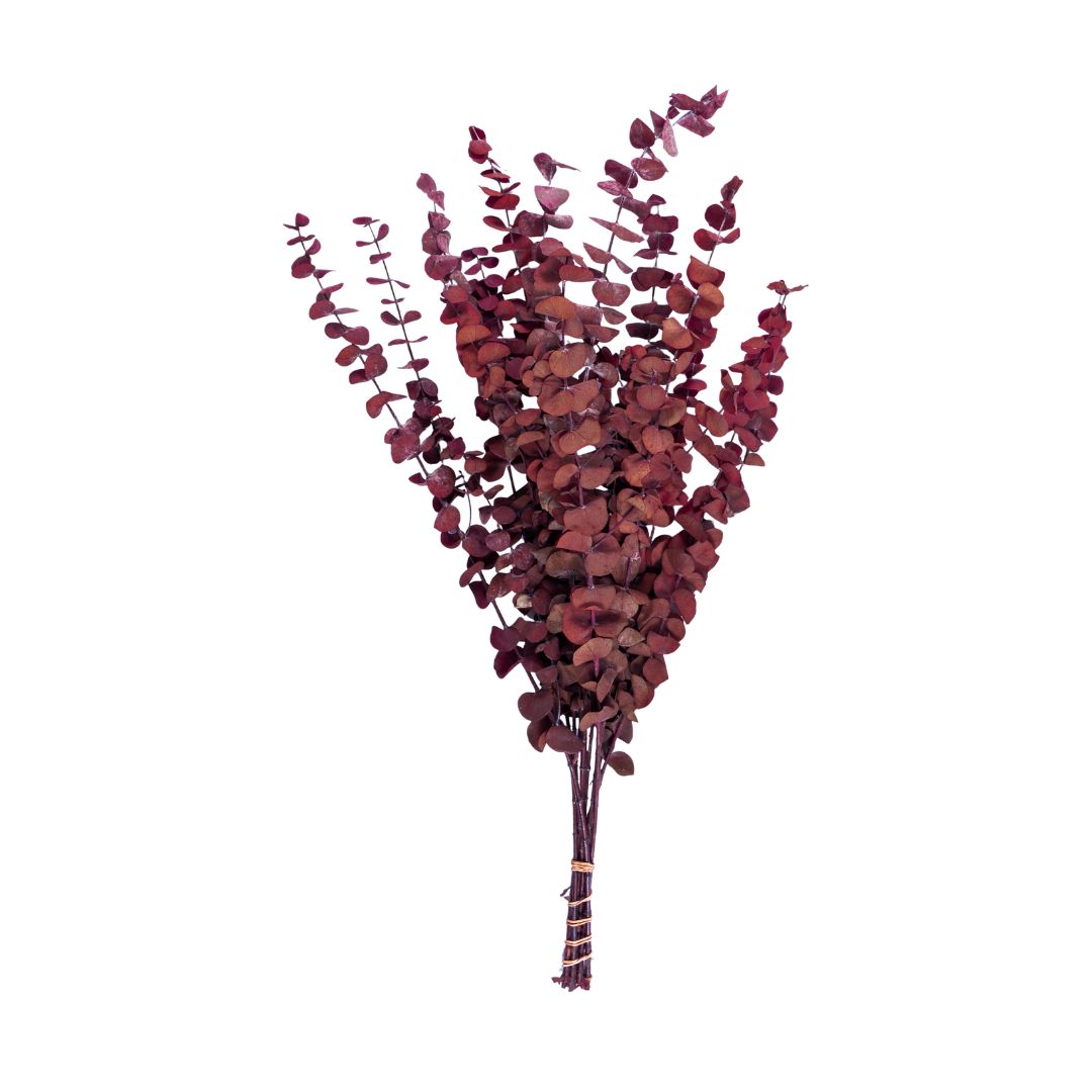 Eucalipto Baby Blue Preservado