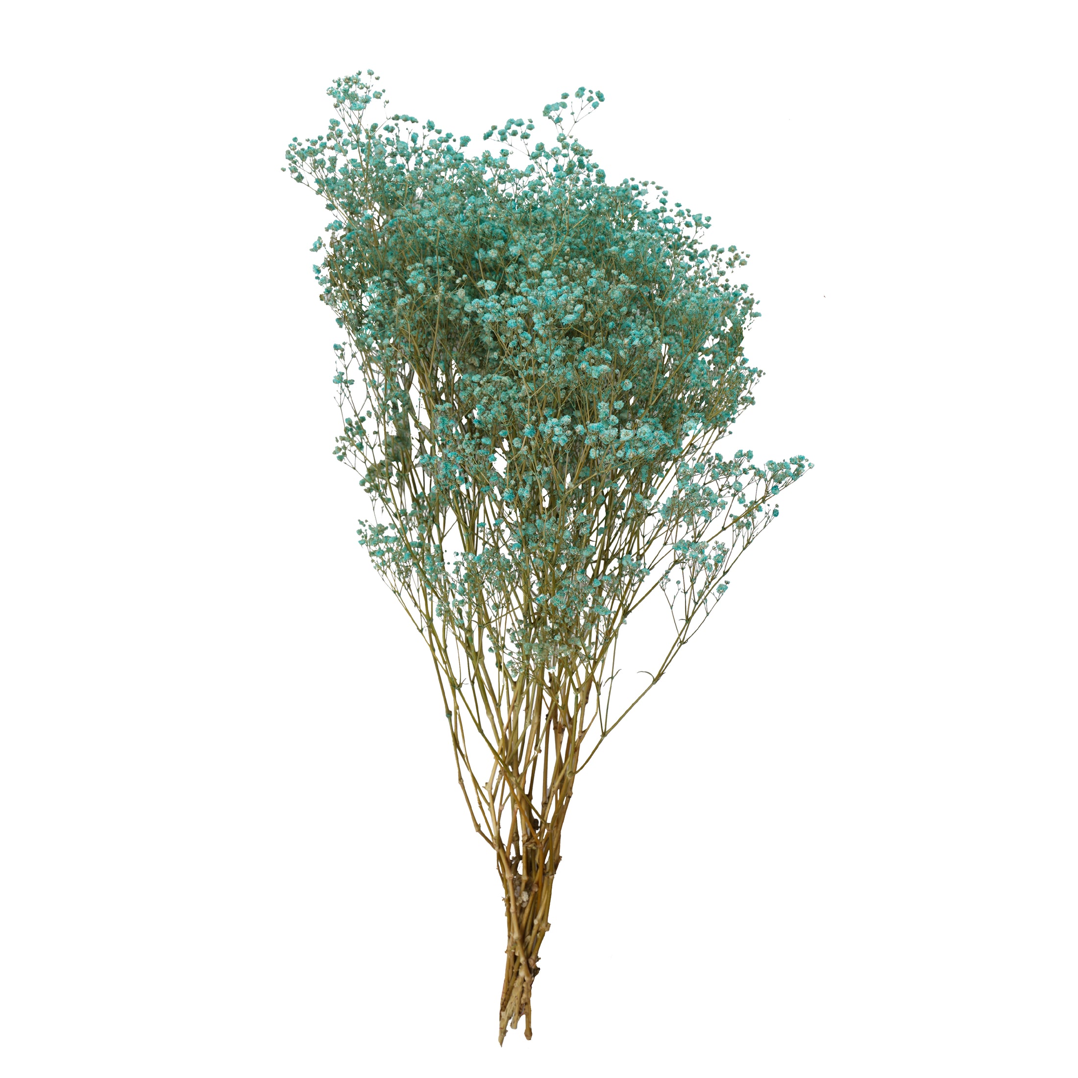 Gypsophila Preservada