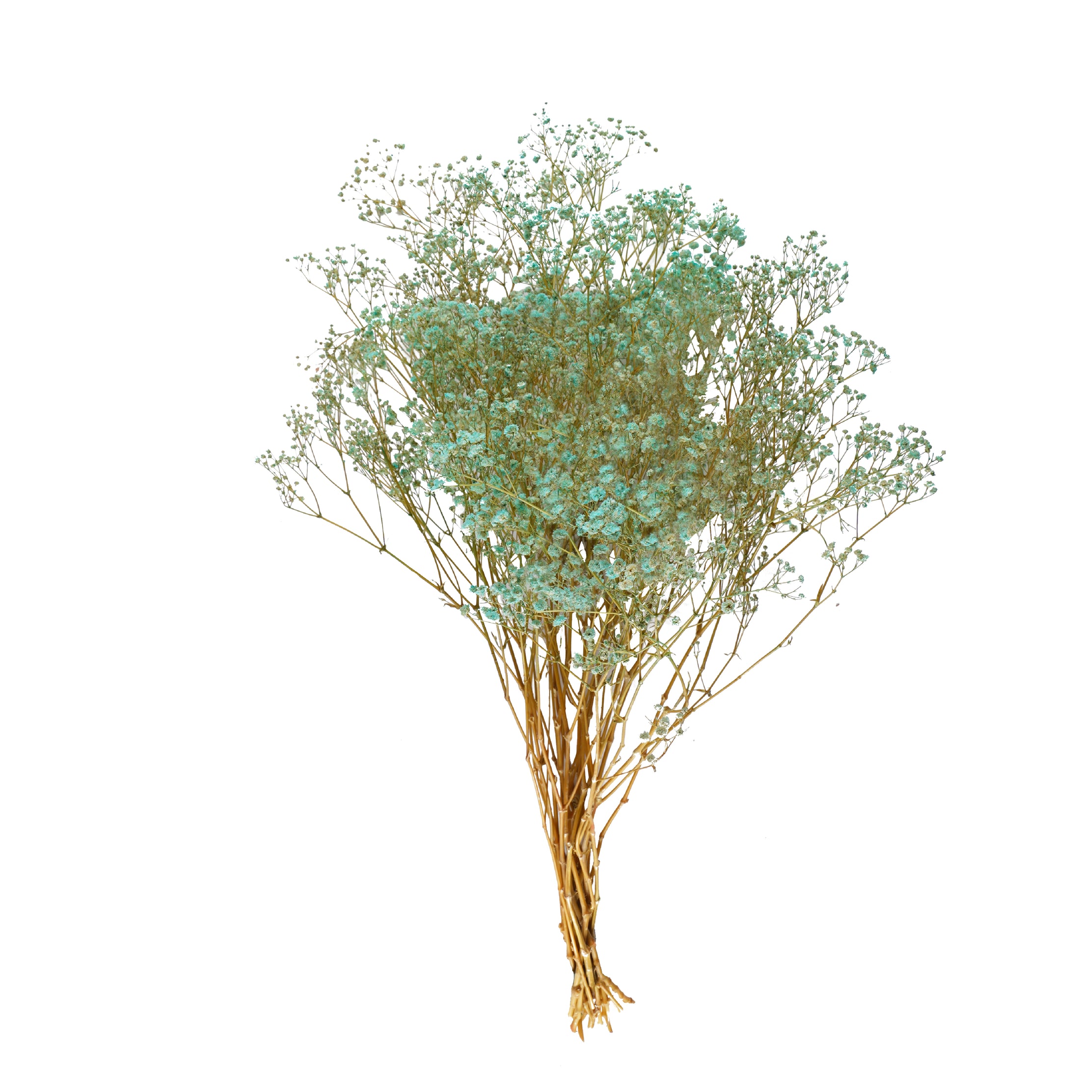 Gypsophila Preservada