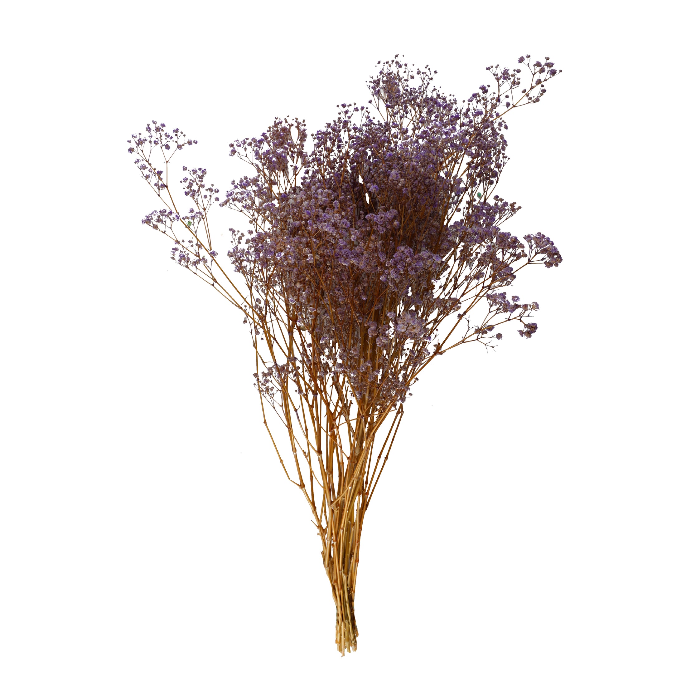 Gypsophila Preservada