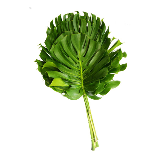 Monstera