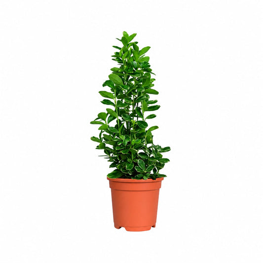Euonymus Verde